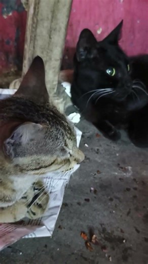 #DreamTrackAI two cats setting under table cat lovers #cat #catshorts #catvideos