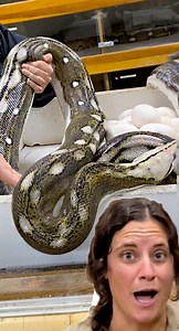 One of our big Momma Pythons just laid this huge clutch😳 Pythons have these many babies because so many few of them actually make it into adulthood😮 Although they grow to be giants, for most of their lives they’re hunted by everything😱 We will make sure as many of these babies hatch and we are excited to see what kind of noodles we get🤩🙌 • • • • #wow #giant #snake #eggs #cool #fun #video #moments #wild #wildlife #rare #python #babies #clutch #egg #beautiful #amazing #animals #nature #funny 