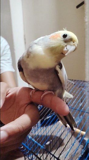 Aww, Candy’s singing is even cuter than before! ☺️🎶🦜😍 #cockatielscraze