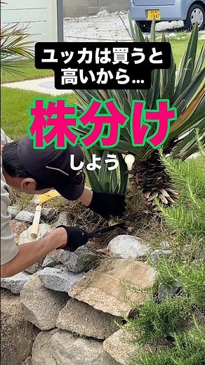 I tried propagating an expensive Yucca plant to grow more for free