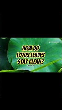 How Do Lotus Leaves Stay Clean?The Science of Self-Cleaning #LotusEffect #Biomimicry #Nanotechnology
