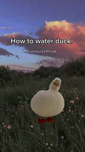 How to water duck. #meme #memes #funny