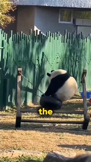 Why Pandas Fall Over So Much!