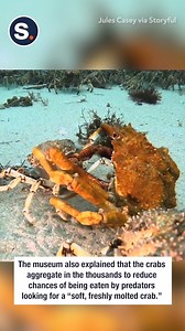 Watch this crab molt from its smaller shell in this stunning timelapse! 🦀✨ | storyful