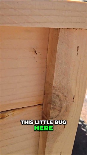 Baby Praying Mantises Found: Garden Heroes Live Here! #shorts