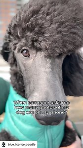16K views · 297 reactions | Sounds familiar???  #poodle #poodles #thepoodlesworld #poodlelove #poodlelife #poodlelover #poodlesofinstagram #poodletoday #poodlepower #poodle_feature | Poodles World | Facebook
