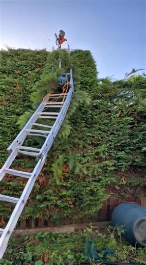 To cut hedges with Parkinson's disease, use lightweight, battery-powered trimmers and tools with comfortable handles to reduce strain. For smaller hedges, hand shears can be an option, but for larger ones, powered tools are generally easier. Focus on safety by wearing protective gear and maintaining tools, and consider using ergonomic aids like a stool or padded kneeler to reduce physical effort. Choose the right tools Power tools: Opt for lightweight, battery-powered electric hedge trimmers, as