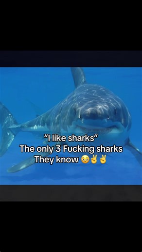 Understanding Sharks: Top 3 Species You Should Know