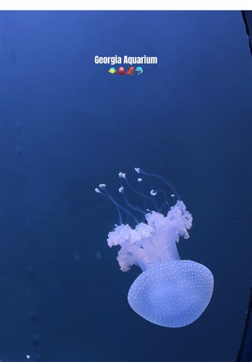 Georgia Aquarium Adventure: A 4-Hour Journey