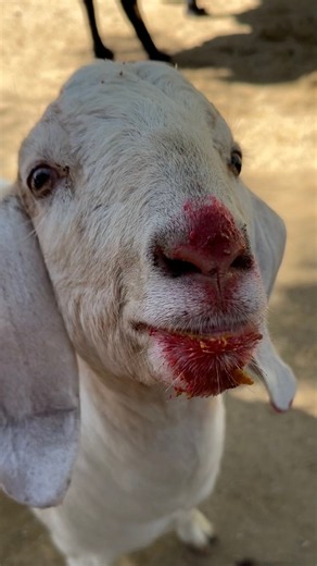 Sounds of The Gentle Barn