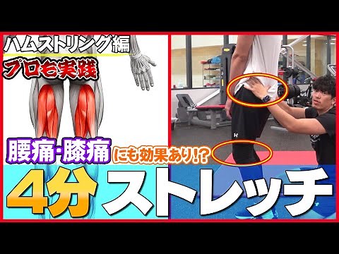 【ハムストリング編】一緒に実践！腰痛・膝痛にも効く！？プロのバスケット選手も行う４分間ストレッチ【千葉ジェッツ】