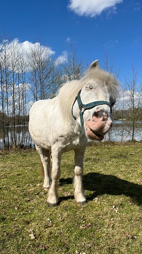 Onze pony’s genieten volop van het zonnetje! ☀️ #centerparcs #centerparcsdehuttenheugte #dehuttenheugte #ponys #lentezon | Center Parcs De Huttenheugte