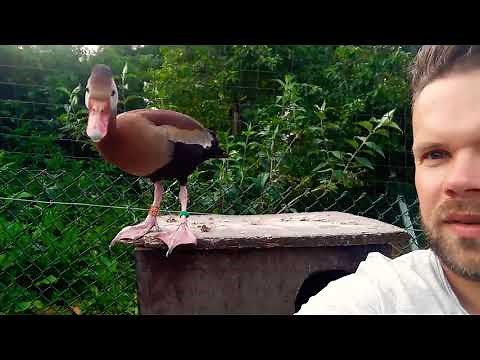 My pet black-bellied whistling duck