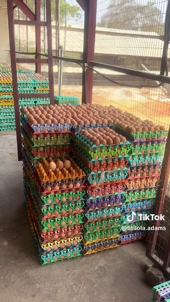 How to Grow Maggots for Poultry Farming