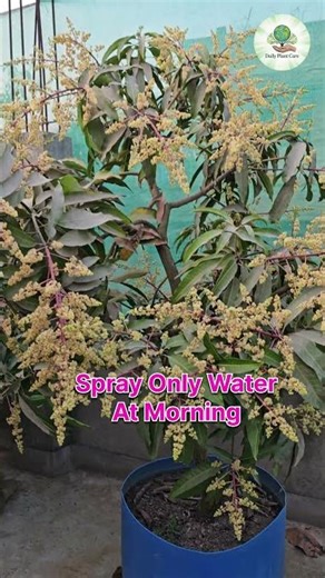 Kesar Mango Flowering stage #fruit #mangovarieties #ytshorts #kesarmango #queenofmango