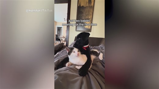 Tears As Cat Meets Puppy Sibling For The First Time