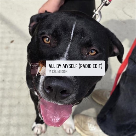 Update! Foster found! Help JP have a 🎄 ! Email dog@hsdcohio.org if you can help! We are until 3! | Humane Society of Delaware County