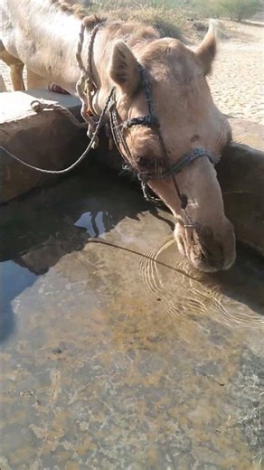 Thirsty Camels Drinking Water in the Desert