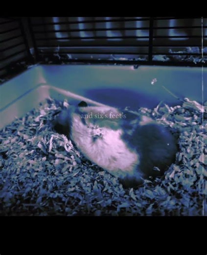 R.i.p Lucky 😭🫡