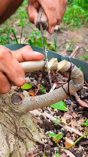Extreme Bonsai Transformation: The Wedge-Cut Technique 🌳