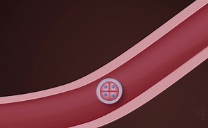 Learn About Human Embryonic And Fetal Development, From Fertilization To Birth