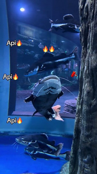 Hey api🔥#GreenCreator #vinwondersphuquoc #dulich #tourkhamphathuycungphuquoc đến ngay Vinwonder phú quốc trải nghiệm tour khám phá thuỷ cung nhe mng ơi