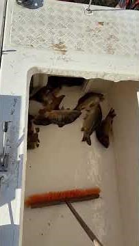 Násada Kapor K3 8 000kg VN Prusy jeseň 2025 video3