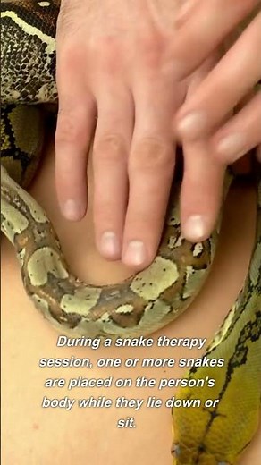 Snake Therapy: How the Slithery Touch Can Alleviate Stress and Anxiety #shorts