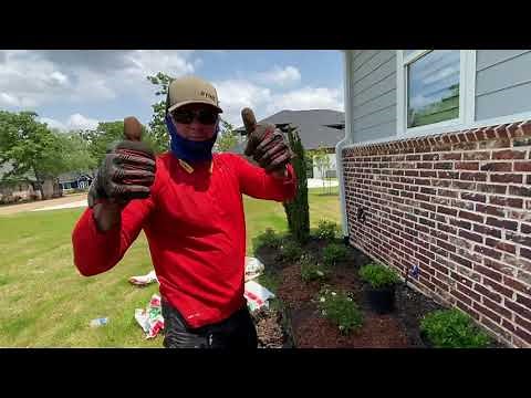 How To Plant a Drift Rose