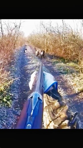 Охота на кабана | Мощный выстрел и адреналин в дикой природе #охота #кабан #охотанакабана #hunting