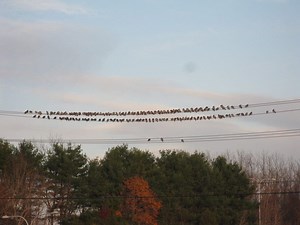 The Flocking Experiment