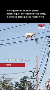 86K views · 532 reactions | A viral video is taking social media by...