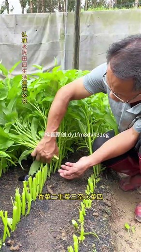 Spring Harvest: Top 10 Fresh Vegetables as the Temperature Warms Up