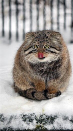 🐾 Kivuli 🐾 on Instagram: "#manul #pallascat #pallascats #マヌルネコ #manullife #otocolobus #otocolobusmanul #manulcat #fabulouscat #pallascatslife #pallaskatze #манул #nskzoo"