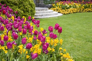 8 Spring Flowering Bulbs to Awaken Your Garden From Winter | LoveToKnow