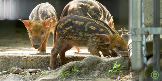 Three new red river hog piglets born at Memphis Zoo, first piglet birth since 2016