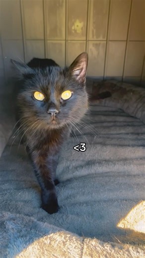 Dog bed linked in TikTok showcase! #fy#trans#ftm#foryoupage#sub#transman#ytshorts#transgender#fyp