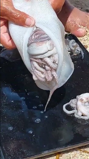 Amazing Squid Cleaning Skills on the Beach!