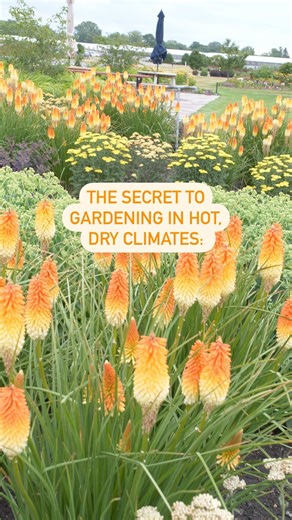This may not be a secret, but we thought you should know! 🌱🔥 Drought-tolerant plants can be the answer for many gardeners in dryer climates or poor soil. Plants that can withstand periods of drought still need to be watered, but they won’t give you a hard time when the rain isn’t falling. Perennials seen here, like Pyromania® ‘Hot and Cold’ Red Hot Poker, are reliable options in the landscape for their deer and rabbit resistance on top of their amazing drought tolerance. Orange and white tubul