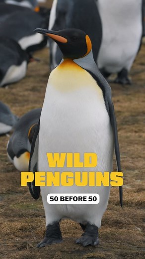 Top 3 Destinations to See Wild Penguins