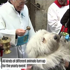 These priests are blessing hunderds of animals in a traditional celebration of the patron saint of animlas 🙏🐾 | UNILAD