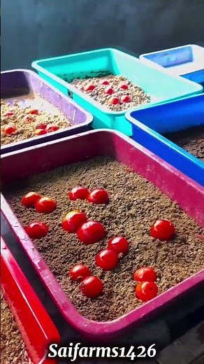 Black Soldier Fly Larvae Farming 💯 Quick Setup