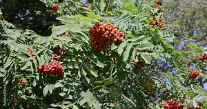 a rowan tree with fruits in the autumn season, the color of the rowan foliage changes in late summer