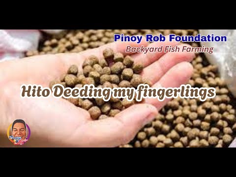 Backyard fish farming series 004