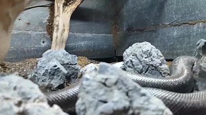We took this video this morning of our Rosy Boa who is getting ready for her daily climb within the branches that have been built in the enclosure. This snake will usually be found on the ground in the morning and then climb up as the heating and lighting turns on to bask. It will then return to the ground to the burrow that it has made. ShadeDweller-MAX 14 watt 2'/60cm Snake lighting kit, JungleDawn-LED Bar. | Arcadia Reptile