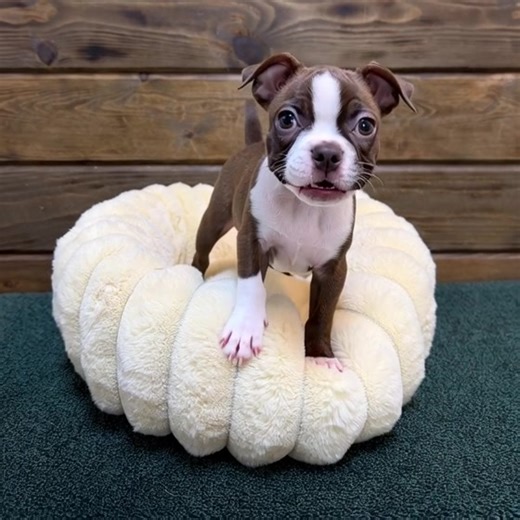 ¡Conoce a Petunia, la cachorrita Boston Terrier!