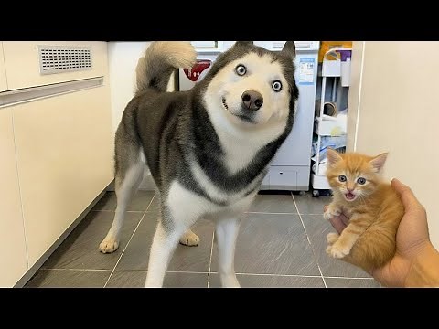Best Funny Animal Videos 2025 😂 Funniest Dogs & Cats Moments 🐶🐱