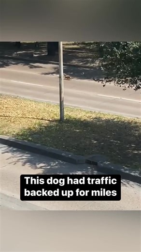 This pup is the main character #dutchpet #hellodutch | Dutch