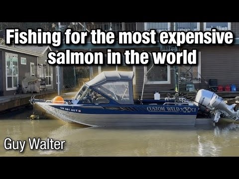 Fishing for the Most expensive Salmon in the world | Springer Salmon Quest