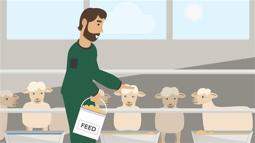 The export of livestock is a complex system with many factors to consider. 🐑🐂🐃🚢 Learn more by visiting our website!🌐 Project supported by LiveCorp #livecorp #liveexport #sheep #cattle #farmer #australiananimals #livestock | The Livestock Collective